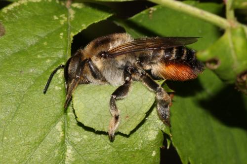 Réf. 237 308 : Megachile sp.